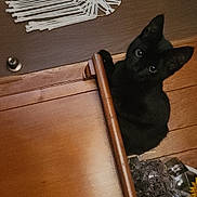 Mavis is registered to the contest to win money with this photo: cat, black_cat, pet, animal, curious, eyes, ears, sitting, indoors, wooden_door, wood_floor, home, furniture, craft_supplies, white_string, decorations, sunflower, portrait, vertical_photo, playful