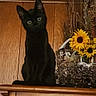 Mavis is registered to the contest to win money with this photo: black_cat, cat, animal, pet, sitting, portrait, indoors, wooden_cabinet, wood_paneling, sunflowers, flowers, plant, decor, home_decor, feline, pointed_ears, green_eyes, dark_fur, camera_gaze, vertical_photo