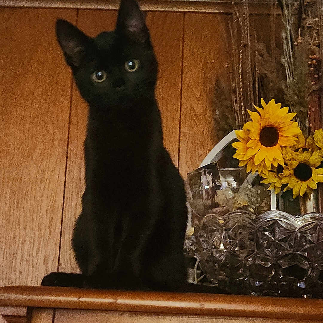 Mavis is registered to the contest to win money with this photo: black_cat, cat, animal, pet, sitting, portrait, indoors, wooden_cabinet, wood_paneling, sunflowers, flowers, plant, decor, home_decor, feline, pointed_ears, green_eyes, dark_fur, camera_gaze, vertical_photo