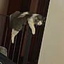 Melody is registered to the contest to win money with this photo: cat, fluffy, sleepy, railing, indoor, resting, animal, pet, funny_pose, gray_and_white, feline, relaxed, home, balcony, paw, claws, fur, whiskers, midair, curious