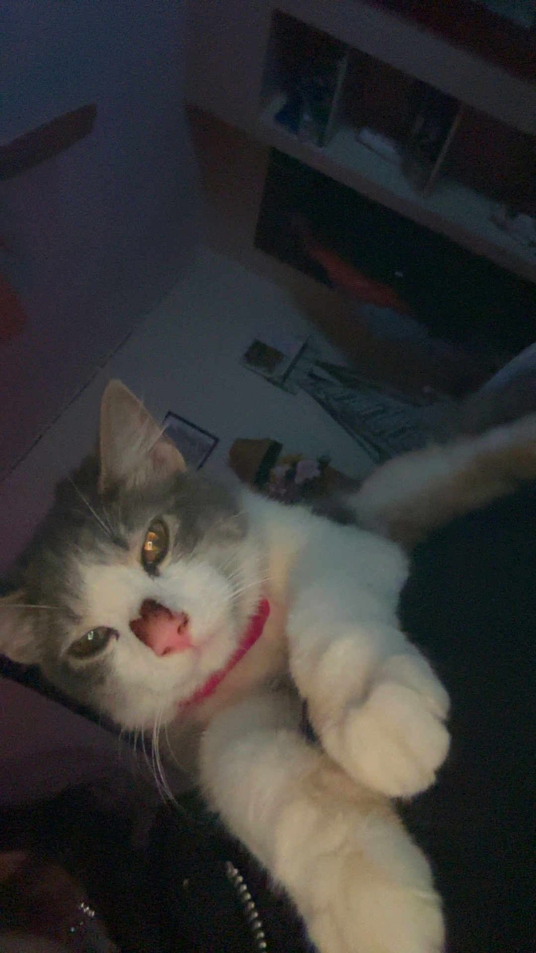 Melody is registered to the contest to win money with this photo: cat, pet, feline, close_up, indoor, gray, white, pink_nose, collar, paws, stretching, fur, whiskers, animal, cute, domestic, portrait, face, mammal, furniture