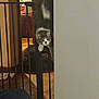 cat, baby_gate, indoor, wooden_floor, furniture, curious, gray_and_white, pet, animal, wall, metal, household, flooring, resting, cozy, domestic, home, peek, focused, room