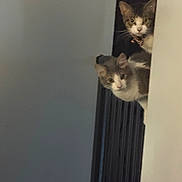 Melody joined the competition — help win amazing prizes! cat, curious, peeking, two_cats, indoor, wall, whiskers, ears, pets, feline, collar, gray_and_white, looking, alert, quiet, domestic, close_up, animal, cute, companions