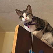 Harper is registered to the contest to win money with this photo: cat, tabby, pet, indoor, curious, collar, bell, feline, animal, perched, cabinet, wood, looking, whiskers, ears, fur, domestic, cute, alert, side_view
