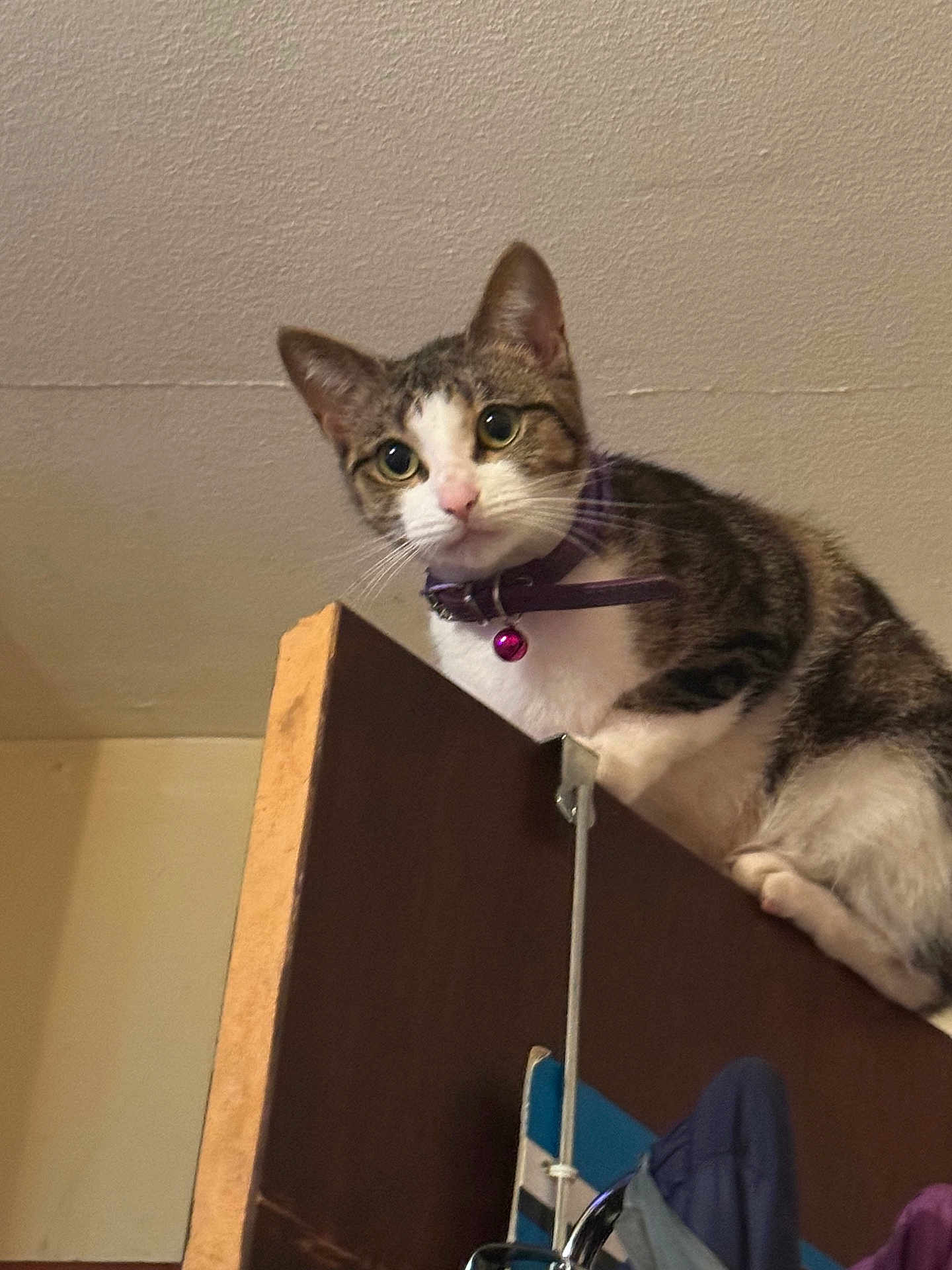 Harper