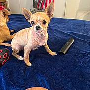 Lolo is registered to the contest to win money with this photo: dog, chihuahua, pet, animal, small_dog, tongue_out, blanket, indoor, bed, fur, ears, cute, alert, resting_dog, fan, poster, room, domestic, companion, brown_dog