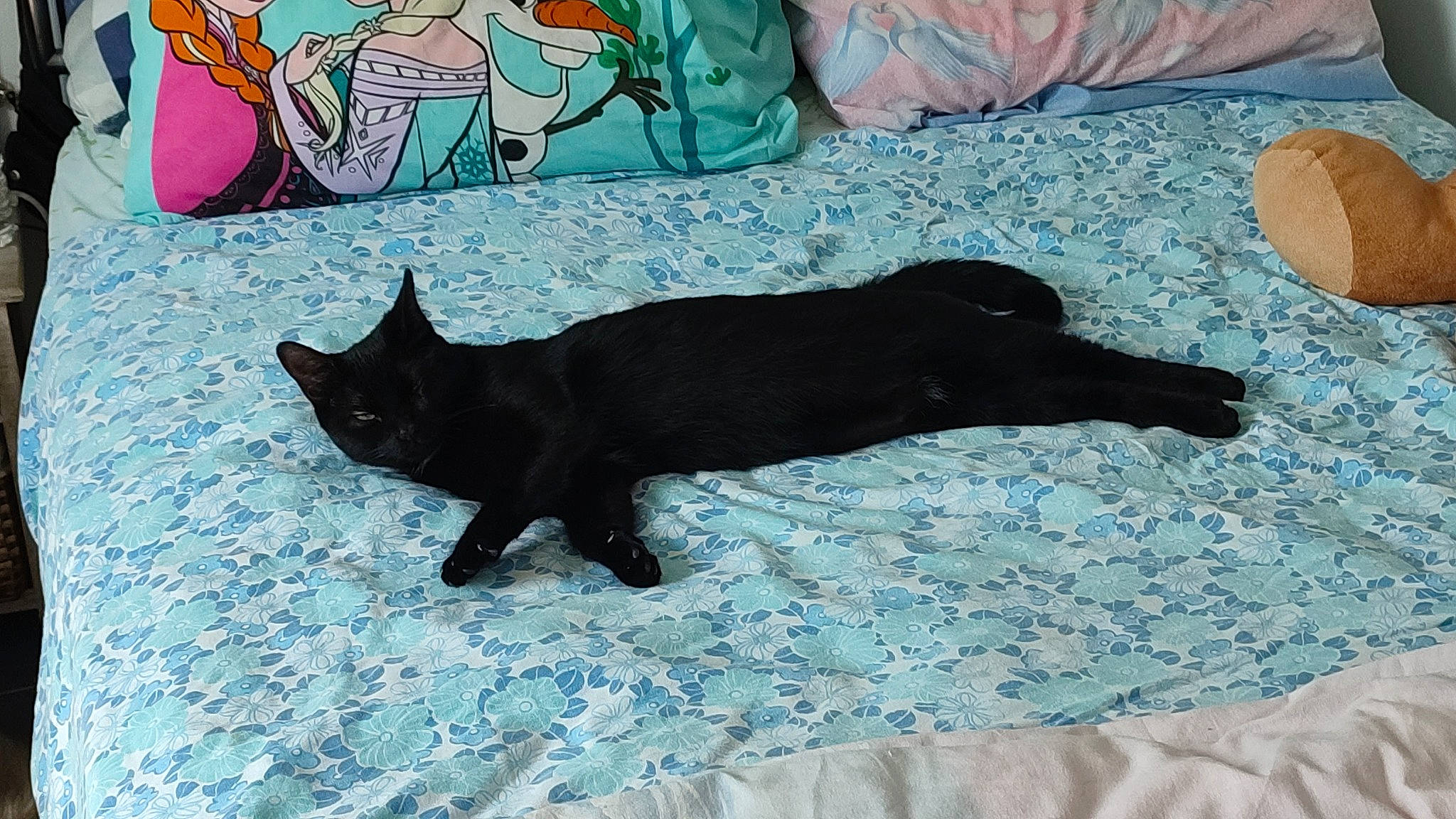 Chita a rejoint le concours — aidez-le/la à gagner de superbes lots ! azure, black_cat, bombay, canidae, carnivore, cat, comfort, dog_breed, domestic_short_haired_cat, felidae, flooring, fur, linens, mammal, paw, room, small_to_medium_sized_cats, tail, vertebrate, whiskers