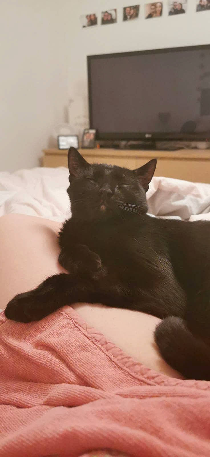 Rocky a rejoint le concours — aidez-le/la à gagner de superbes lots ! asian, black_cat, british_shorthair, burmese, carnivore, cat, chartreux, comfort, domestic_short_haired_cat, felidae, fur, havana_brown, kitten, korat, mammal, nap, russian_blue, small_to_medium_sized_cats, tail, whiskers