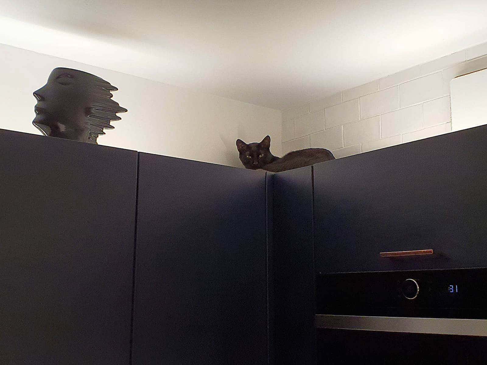 Rocky participe au concours pour gagner de l'argent avec cette photo : architecture, black, cat, ceiling, design, furniture, house, interior_design, light, lighting, line, molding, photography, plaster, room, shadow, sky, square, wall, white