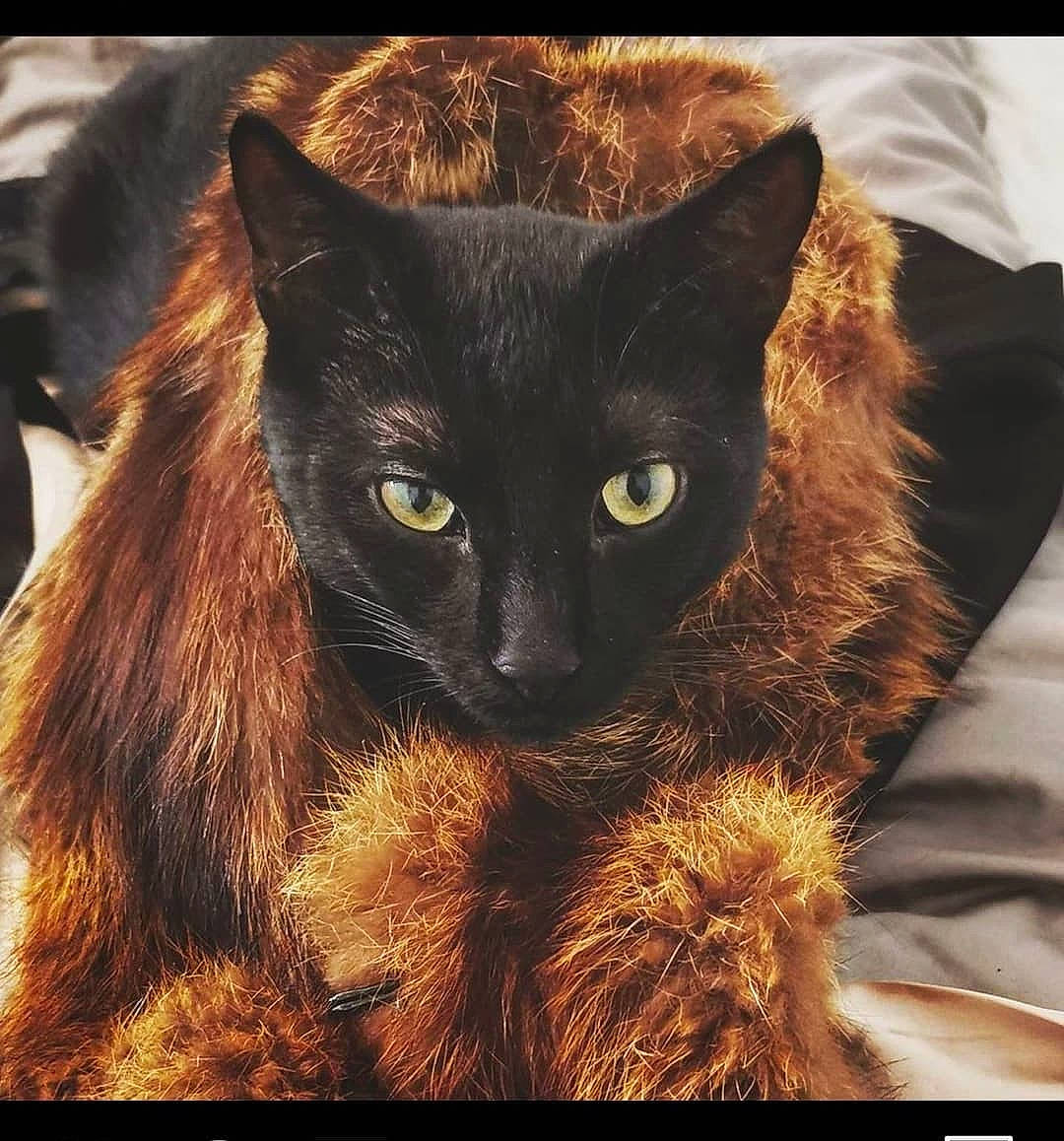 Rocky participe au concours pour gagner de l'argent avec cette photo : asian, black_cat, burmese, carnivore, cat, felidae, fur, german_rex, mammal, small_to_medium_sized_cats, snout, whiskers, wildlife