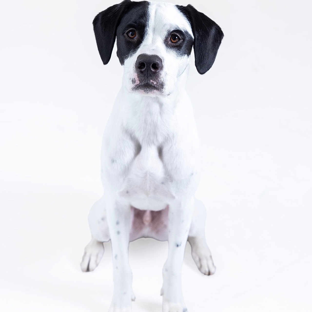 Milo joined the competition — help win amazing prizes! animal, beagle, bostonbull, boxer, bulldog, canine, dalmatian, dog, greatdane, hound, labradorretriever, pet, pitbull, pointer, pug, puppy, snout, whitedog