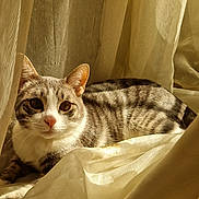 Oskar participe au concours pour gagner de l'argent avec cette photo : animal, cat, closeup, cozy, curtains, domestic_cat, ears, feline, indoor, nose, peaceful, pet, relaxed, resting, soft_light, striped, sunlight, tabby, whiskers, window