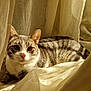 animal, cat, closeup, cozy, curtains, domestic_cat, ears, feline, indoor, nose, peaceful, pet, relaxed, resting, soft_light, striped, sunlight, tabby, whiskers, window