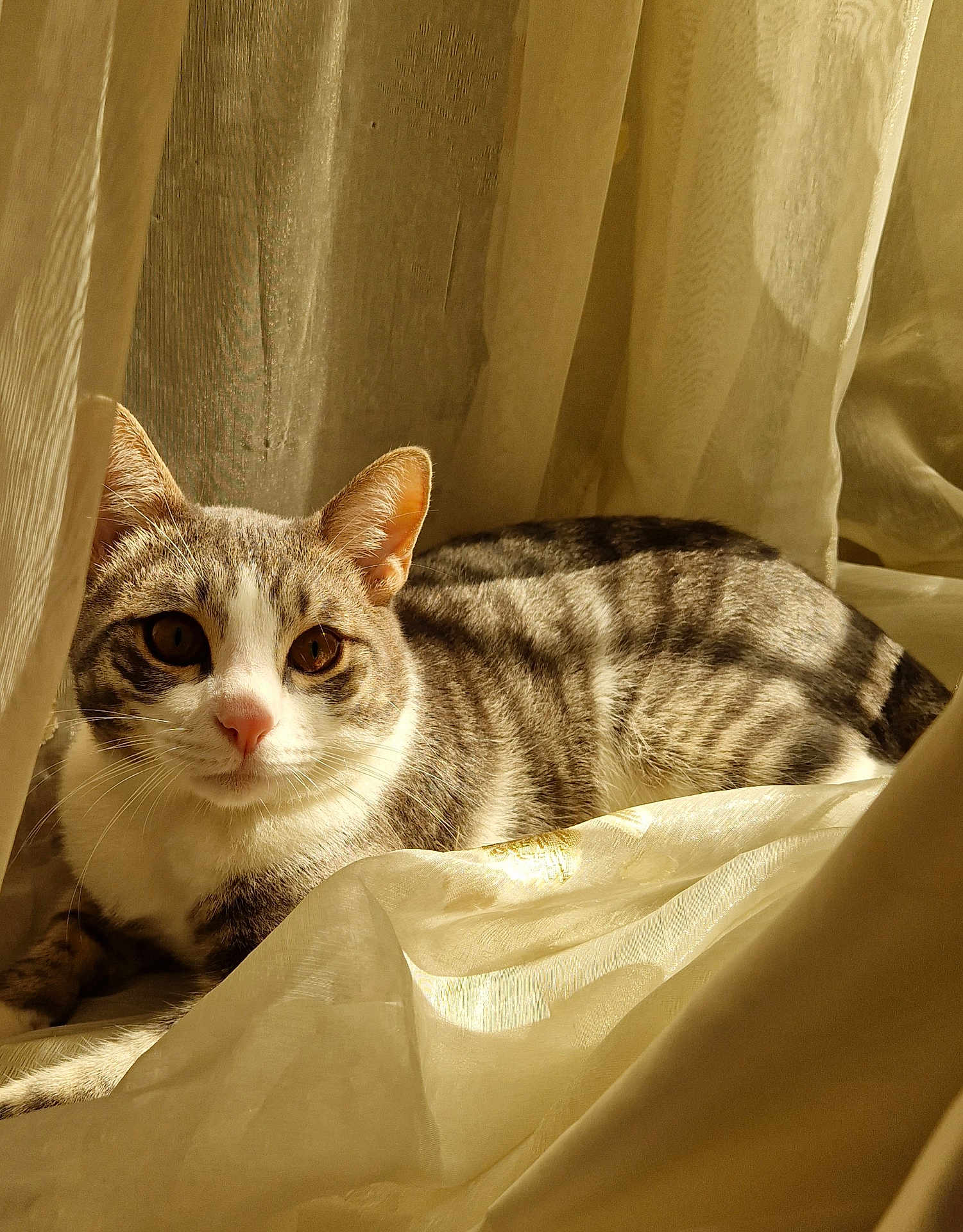 Oskar participe au concours pour gagner de l'argent avec cette photo : animal, cat, closeup, cozy, curtains, domestic_cat, ears, feline, indoor, nose, peaceful, pet, relaxed, resting, soft_light, striped, sunlight, tabby, whiskers, window