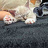 kitten, sleeping, paw, fluffy, closeup, blanket, cozy, resting, cute, pet, animal, indoor, soft, fur, relaxing, human_arm, pillow, comfort, domestic, nap