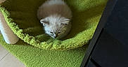 Lydia Marie joined the competition — help win amazing prizes! kitten, cat_bed, green, furniture, floor, indoor, pet, small, cozy, scratching_post, wooden_floor, curled_up, resting, cute, animal, domestic, fur, sleepy, home, quiet