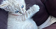 Lydia Marie joined the competition — help win amazing prizes! animal, blue_eyes, casual, cat, clothing, cozy, cute, ears, furry, indoor, kitten, lap, nibbling, paw, pet, playful, small, soft, whiskers, young