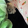 kitten, cat, fluffy, blue_eyes, blanket, green_blanket, pink_fabric, animal_print, carrot_print, cozy, cute, small, indoor, pet, fur, curious, resting, comfort, soft_texture, closeup
