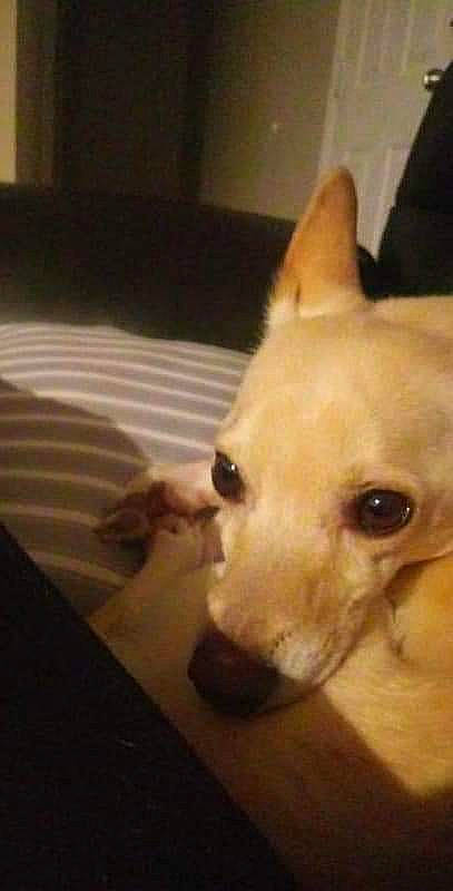 Paw-p Chulo joined the competition — help win amazing prizes! canidae, carnivore, companion_dog, dog, dog_breed, dog_supply, ear, fawn, fur, non_sporting_group, pomeranian, puppy, snout, sporting_group, square, tail, toy_dog, whiskers, wood, working_animal