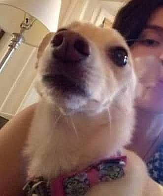 Paw-p Chulo joined the competition — help win amazing prizes! canidae, carnivore, collar, companion_dog, dog, dog_breed, ear, eyelash, fawn, fur, happy, kitchen_utensil, nose, paw, photo_caption, selfie, snout, sporting_group, whiskers, working_animal