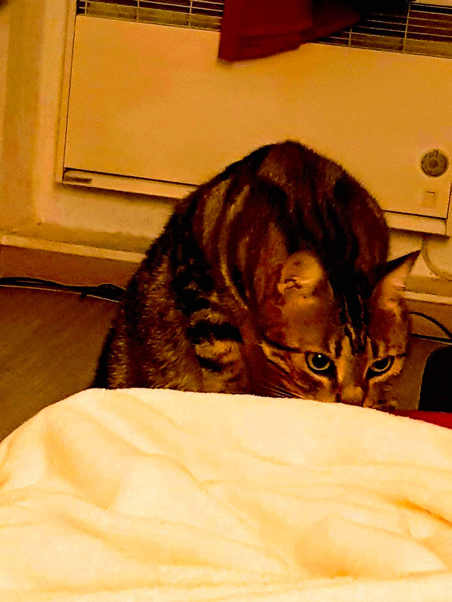 Nina a rejoint le concours — aidez-le/la à gagner de superbes lots ! bed, bedding, carnivore, cat, claw, comfort, domestic_short_haired_cat, felidae, fur, linens, nap, room, sleep, small_to_medium_sized_cats, tail, terrestrial_animal, vertebrate, whiskers, wood