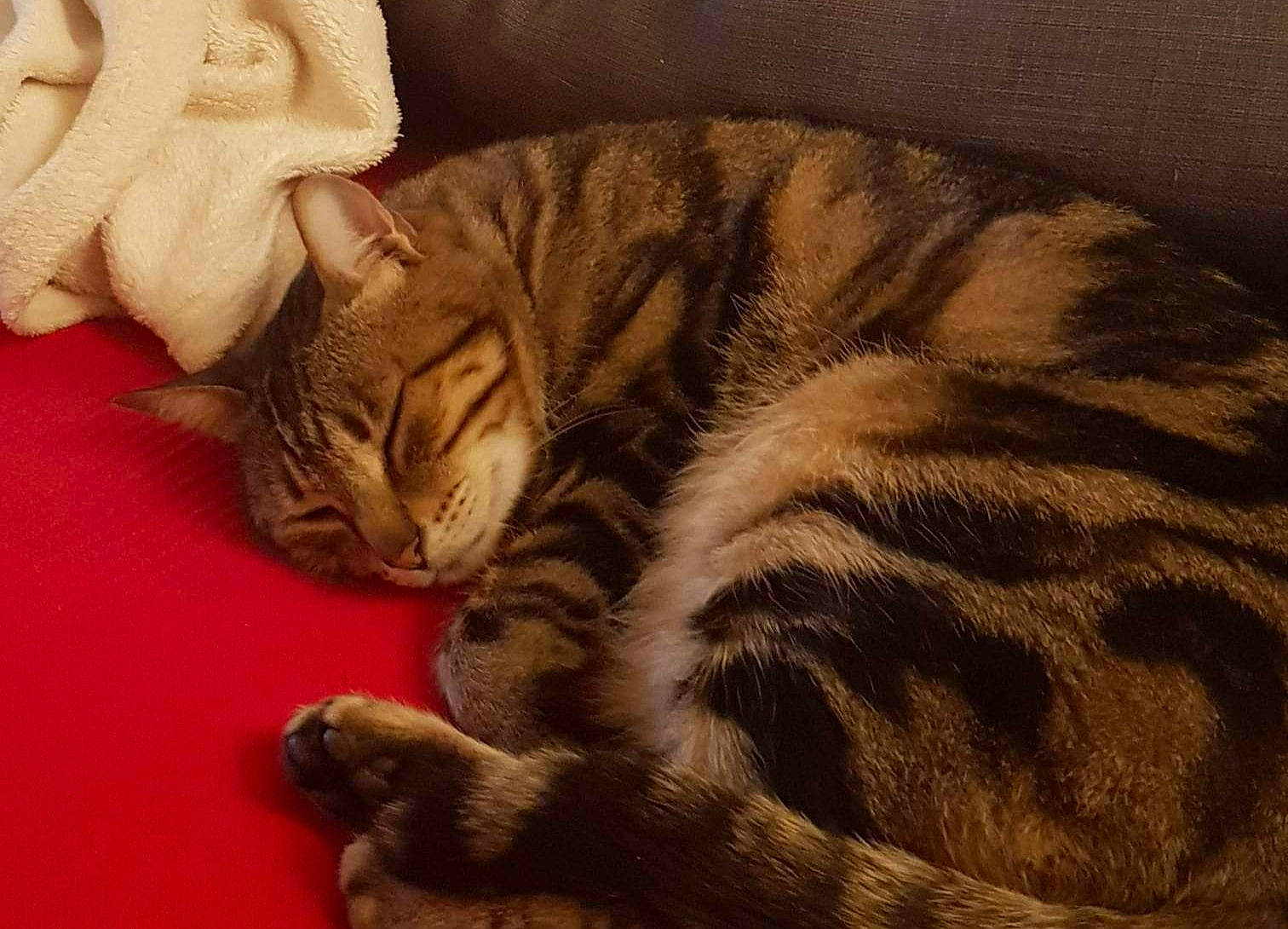 Nina participe au concours pour gagner de l'argent avec cette photo : carnivore, cat, claw, comfort, domestic_short_haired_cat, fawn, felidae, fur, nap, paw, sitting, small_to_medium_sized_cats, snout, tail, terrestrial_animal, whiskers, wood