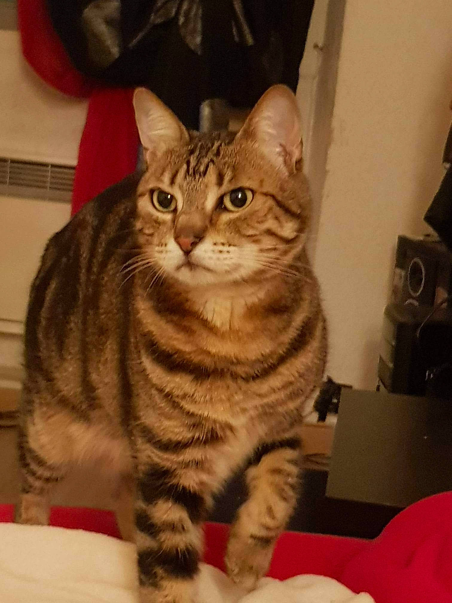 Nina a rejoint le concours — aidez-le/la à gagner de superbes lots ! carnivore, cat, domestic_short_haired_cat, felidae, fur, paw, sitting, small_to_medium_sized_cats, snout, tail, terrestrial_animal, whiskers