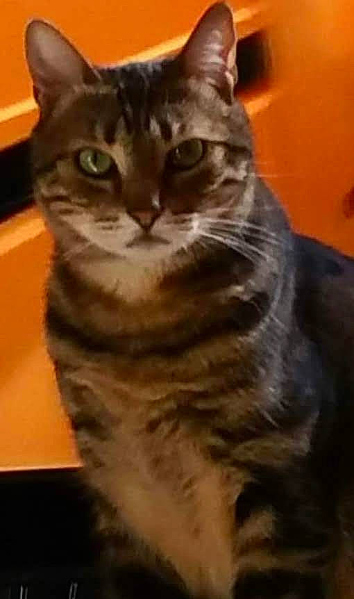 Nina participe au concours pour gagner de l'argent avec cette photo : carnivore, cat, domestic_short_haired_cat, felidae, fur, head, iris, paw, small_to_medium_sized_cats, snout, tail, terrestrial_animal, whiskers, wildlife