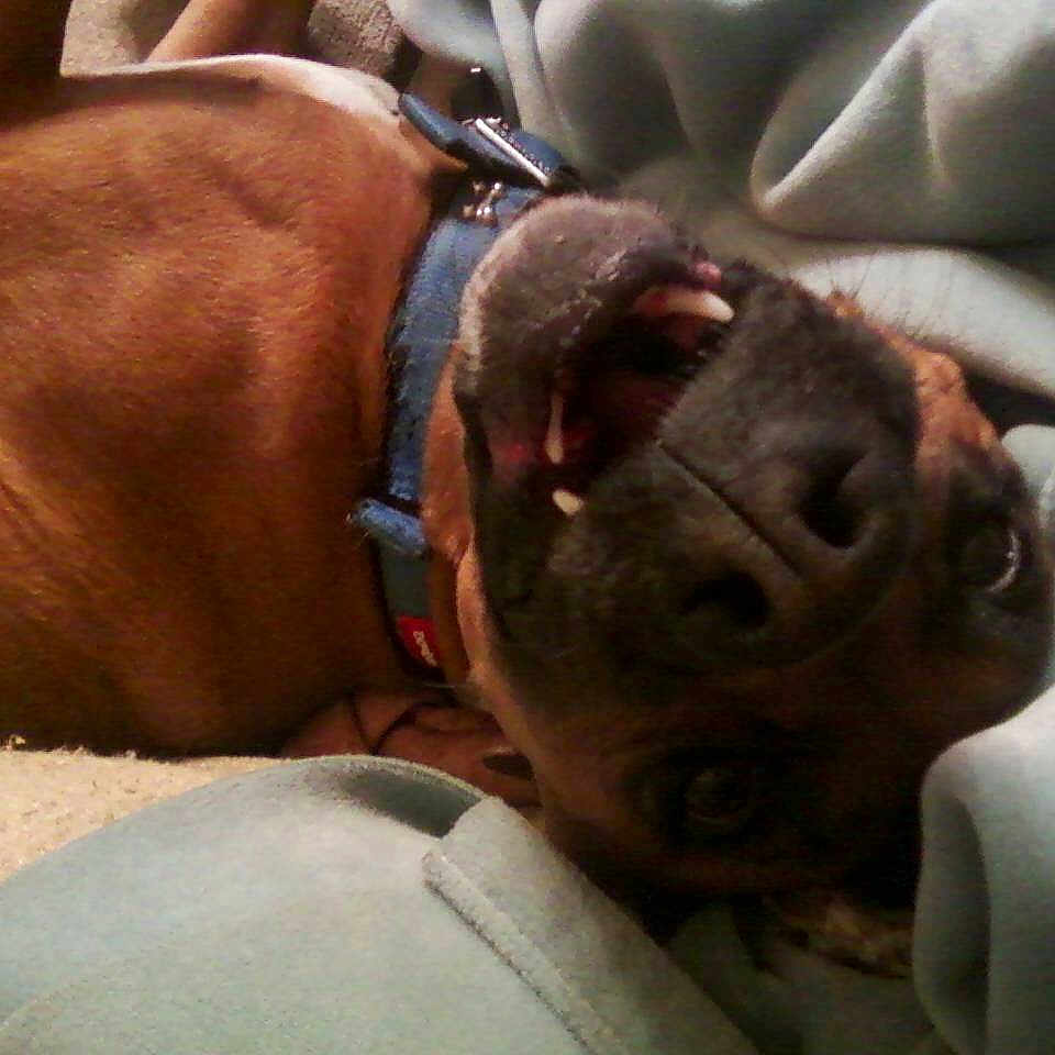 Miss Kitty is registered to the contest to win money with this photo: