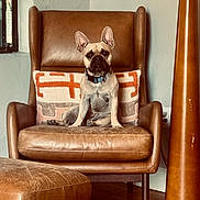 Louis is registered to the contest to win money with this photo: armchair, brown, calm, collar, cozy, cushion, dog, french_bulldog, furniture, home, indoor, leather_chair, ottoman, pet, portrait, seated, vintage, wall, window, wooden_floor