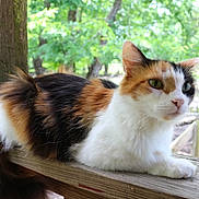 Luna joined the competition — help win amazing prizes! cat, calico, animal, pet, outdoor, wooden_railing, fur, greenery, nature, tree, relaxed, curious, daylight, mammal, whiskers, tail, closeup, portrait, resting, feline