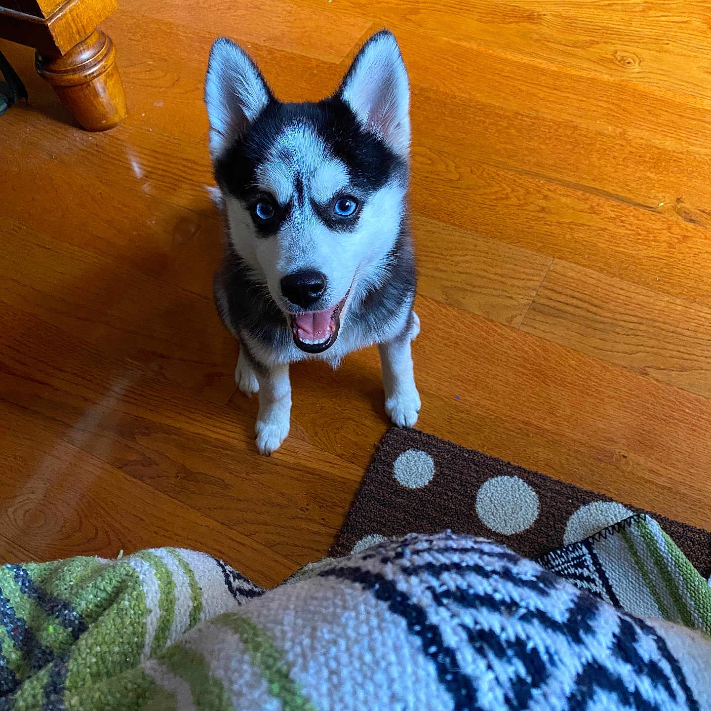 Bella joined the competition — help win amazing prizes! animal, blanket, blue_eyes, companion, cute, dog, domestic, ears, fur, happy, husky, indoor, looking_up, pet, playful, puppy, rug, sitting, tongue_out, wooden_floor