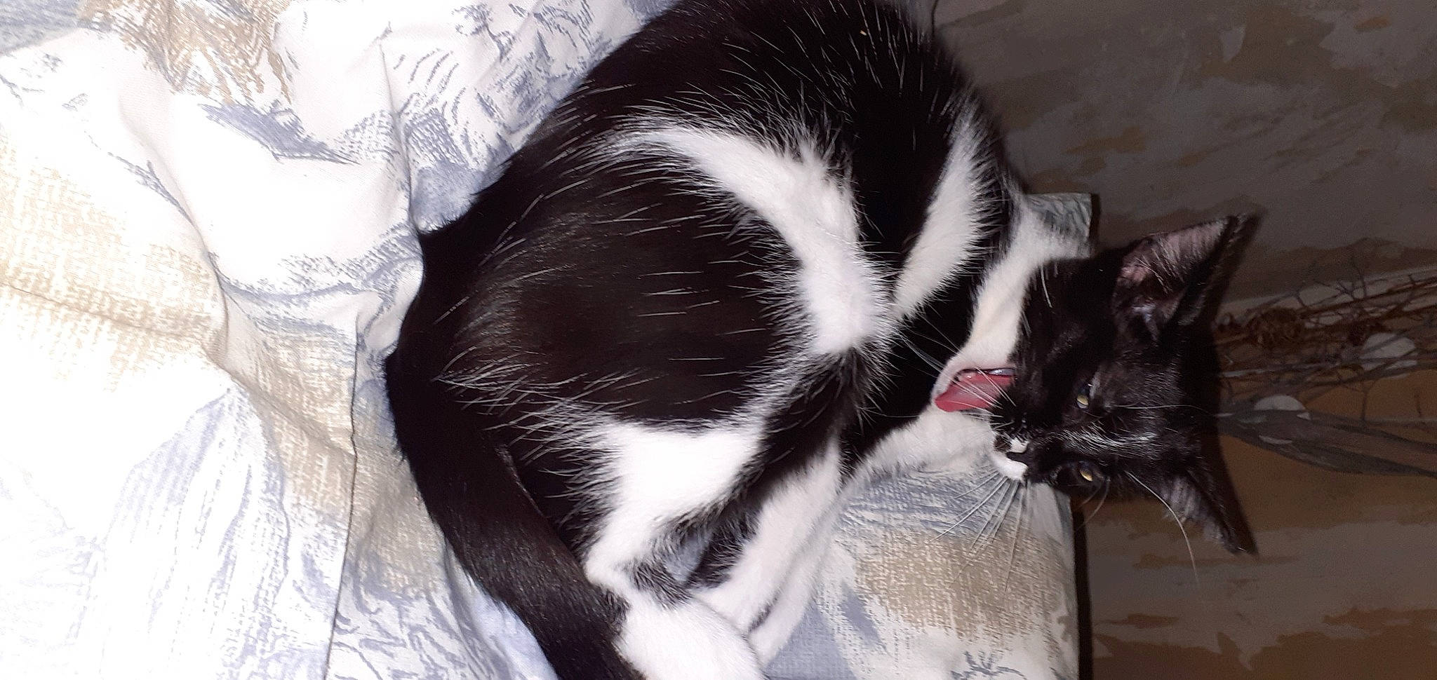 Zorro a rejoint le concours — aidez-le/la à gagner de superbes lots ! carnivore, cat, claw, comfort, domestic_short_haired_cat, ear, felidae, fur, grey, human_leg, nap, paw, sleep, small_to_medium_sized_cats, tail, vertebrate, whiskers