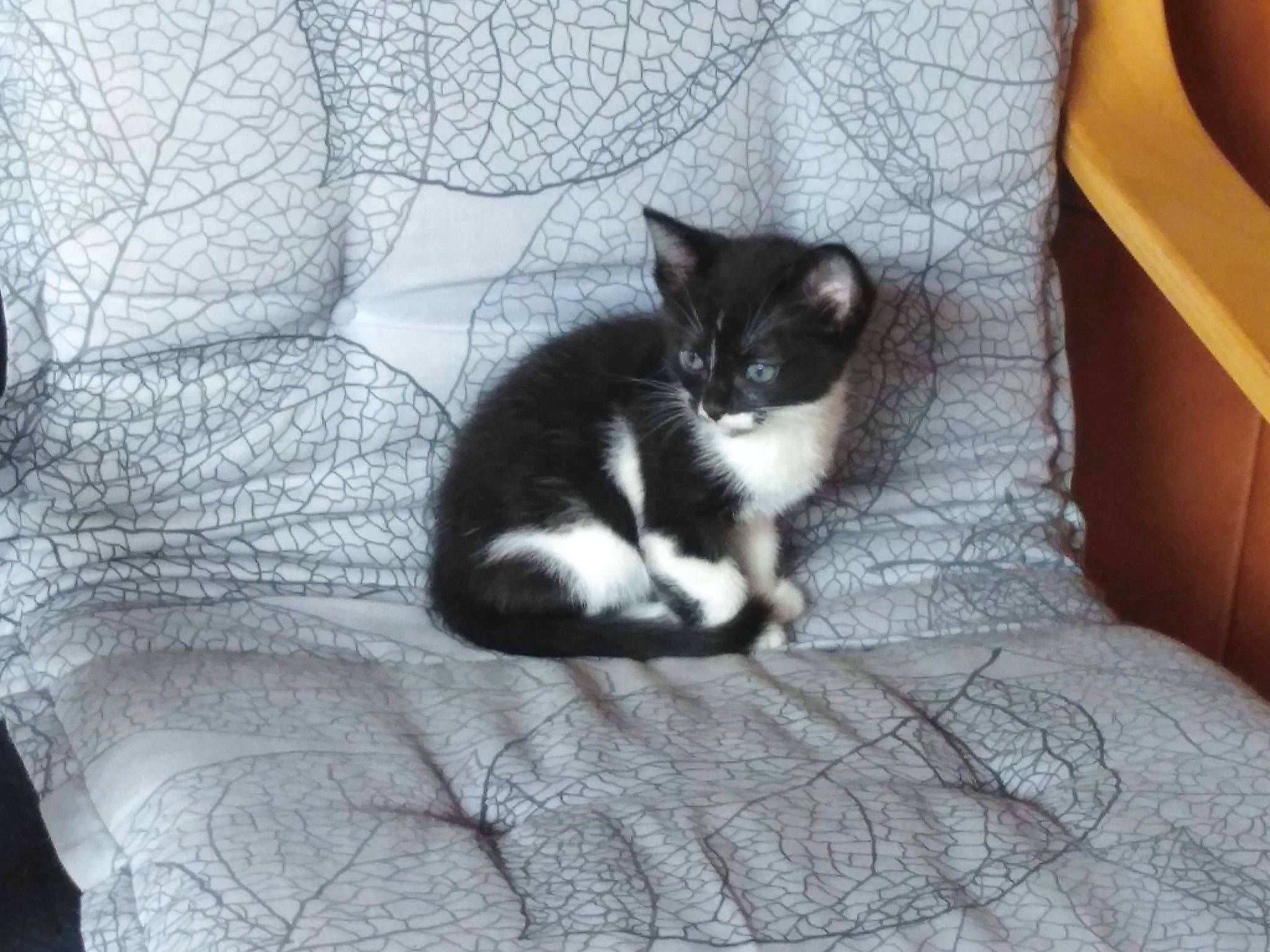 Zorro participe au concours pour gagner de l'argent avec cette photo : carnivore, cat, comfort, couch, domestic_short_haired_cat, felidae, fur, grey, hardwood, human_leg, linens, monochrome_photography, paw, room, small_to_medium_sized_cats, snout, tail, textile, whiskers, wood