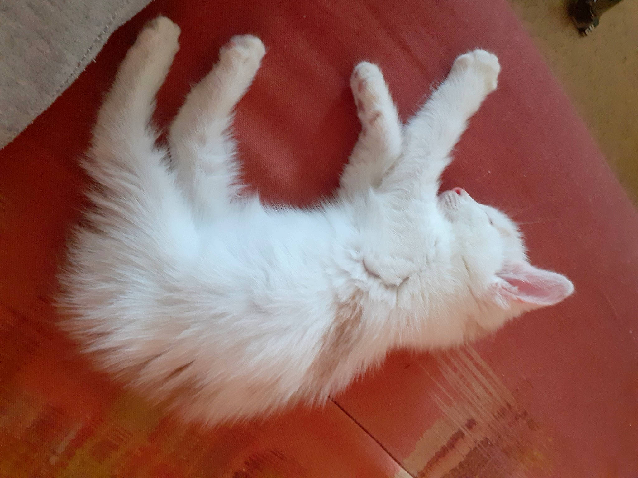 Armour participe au concours pour gagner de l'argent avec cette photo : canidae, carnivore, cat, claw, comfort, companion_dog, dog_breed, domestic_rabbit, ear, fawn, felidae, flooring, fur, gesture, paw, rabbits_and_hares, small_to_medium_sized_cats, sporting_group, tail, whiskers