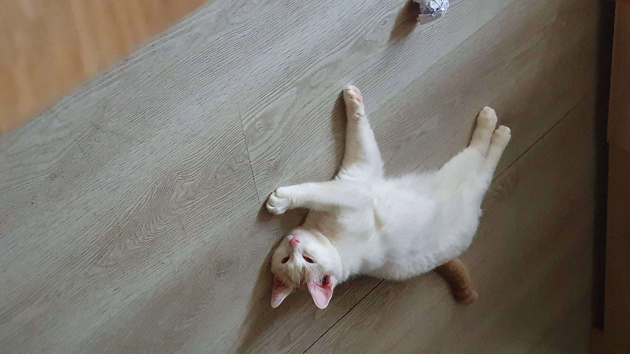 Armour a rejoint le concours — aidez-le/la à gagner de superbes lots ! canidae, carnivore, cat, comfort, companion_dog, dog_breed, domestic_short_haired_cat, fawn, felidae, flooring, foot, hardwood, linens, paw, small_to_medium_sized_cats, snout, sporting_group, tail, whiskers, wood