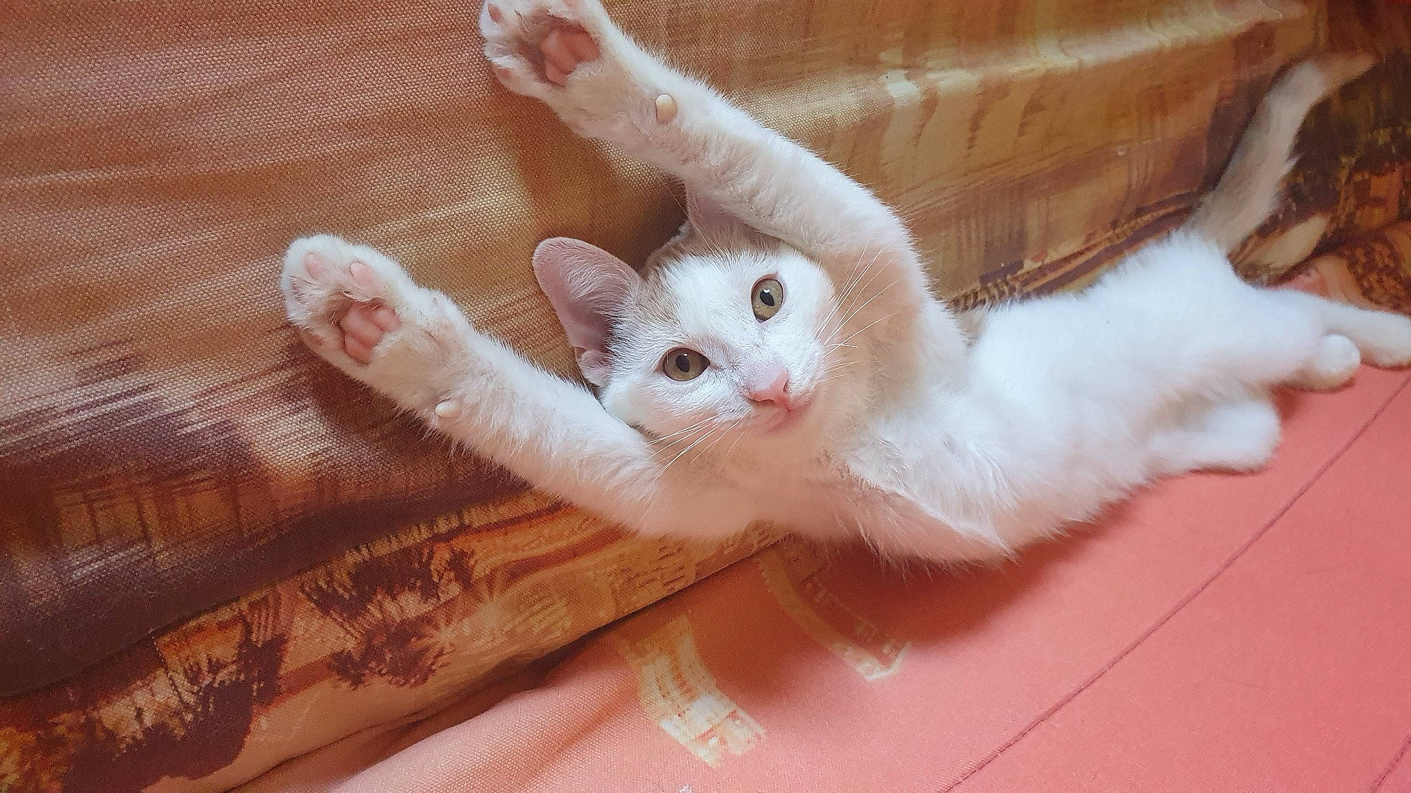 Amour a rejoint le concours — aidez-le/la à gagner de superbes lots ! carnivore, cat, claw, comfort, domestic_short_haired_cat, ear, eye, fawn, felidae, flooring, foot, fur, gesture, nail, pattern, paw, small_to_medium_sized_cats, snout, tail, whiskers