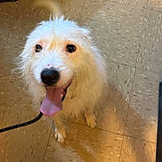 Zach is registered to the contest to win money with this photo: dog, white_dog, tongue_out, indoor, tile_floor, leash, pet, happy, fur, animal, paw, flooring, slipper, playful, canine, cute, domestic_animal, looking_up, pet_accessory, companion