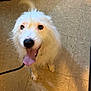 dog, white_dog, tongue_out, indoor, tile_floor, leash, pet, happy, fur, animal, paw, flooring, slipper, playful, canine, cute, domestic_animal, looking_up, pet_accessory, companion