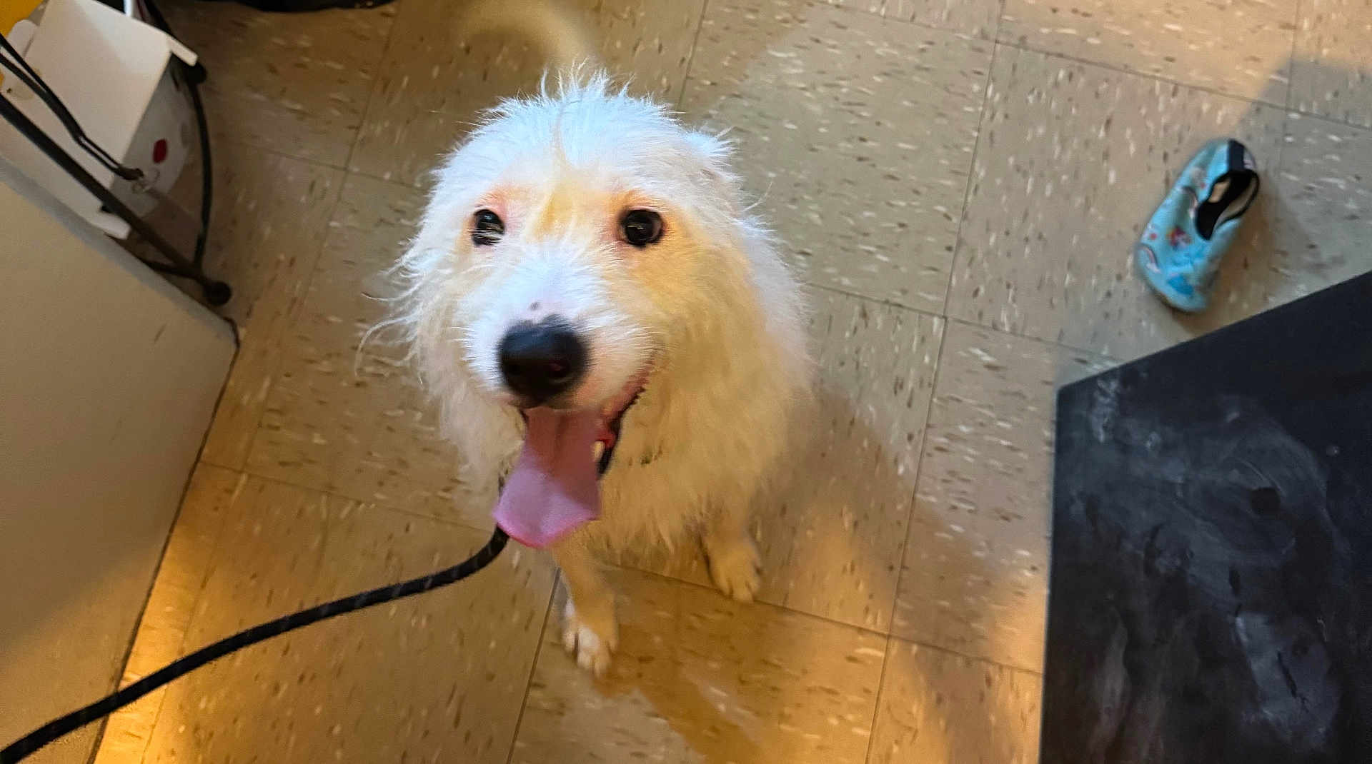 Zach is registered to the contest to win money with this photo: dog, white_dog, tongue_out, indoor, tile_floor, leash, pet, happy, fur, animal, paw, flooring, slipper, playful, canine, cute, domestic_animal, looking_up, pet_accessory, companion