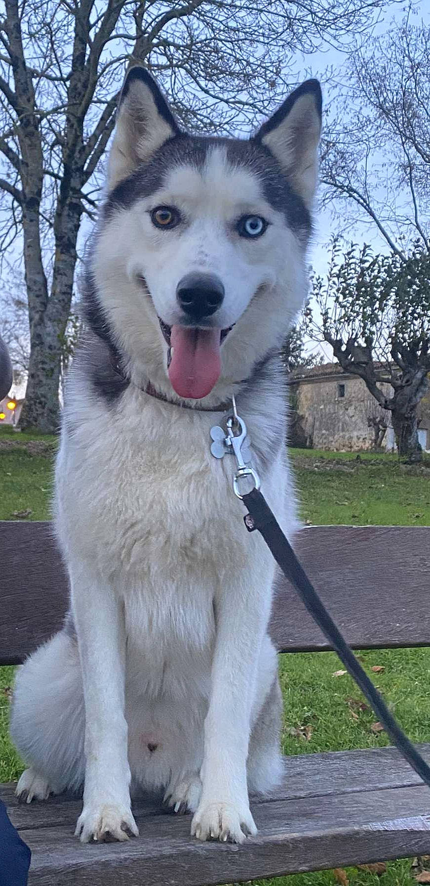 Balto participe au concours pour gagner de l'argent avec cette photo : carnivore, cloud, collar, companion_dog, dog, dog_breed, dog_collar, fawn, fur, grass, leash, mammal, pet_supply, plant, sky, snout, sporting_group, tail, tree, vertebrate