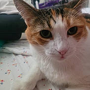 Annie is registered to the contest to win money with this photo: abyssinian, angora, animal, architecture, bed, bedroom, building, cat, chair, couch, cushion, furniture, homedecor, indoors, kitten, livingroom, manx, pet, room, siamese