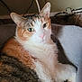 Annie is registered to the contest to win money with this photo: abyssinian, accessories, animal, armchair, blanket, cat, chair, computer, couch, electronics, furniture, hardwood, homedecor, kitten, laptop, manx, pet, siamese, strap, wood