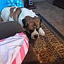 Rockey joined the competition — help win amazing prizes! animal, blanket, bostonbull, boxer, bulldog, canine, couch, cushion, dog, frenchbulldog, furniture, homedecor, hound, indoors, interiordesign, person, pet, pitbull, puppy, sleeping