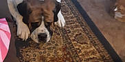 Rockey is registered to the contest to win money with this photo: animal, ball, bostonbull, boxer, bulldog, canine, dog, football, frenchbulldog, homedecor, hound, person, pet, pitbull, puppy, rug, saintbernard, sleeping, soccer, soccerball