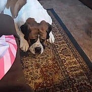 Rockey is registered to the contest to win money with this photo: animal, ball, bostonbull, boxer, bulldog, canine, dog, football, frenchbulldog, homedecor, hound, indoors, interiordesign, person, pet, pitbull, puppy, saintbernard, sleeping, soccer