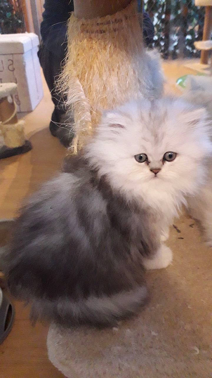 Maïa a rejoint le concours — aidez-le/la à gagner de superbes lots ! british_longhair, carnivore, cat, claw, companion_dog, fawn, felidae, flooring, fur, home_appliance, kitchen_appliance, paper_towel, paw, persian, small_to_medium_sized_cats, snout, tail, terrestrial_animal, whiskers