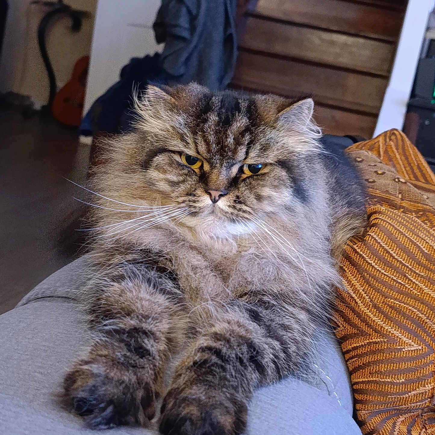 Shadow participe au concours pour gagner de l'argent avec cette photo : cat, fluffy, paws, couch, orange_pillow, indoor, home, stairs, fur, relaxed, lounging, pet, whiskers, face, yellow_eyes, tabby, cozy, domestic_cat, closeup, feline