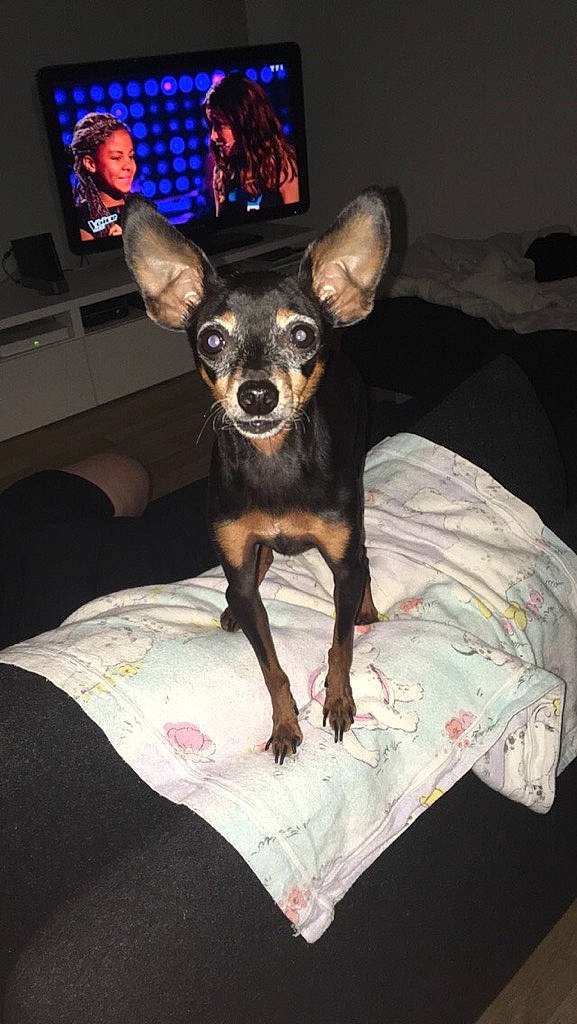 Hugo a rejoint le concours — aidez-le/la à gagner de superbes lots ! canidae, carnivore, chihuahua, comfort, companion_dog, corgi_chihuahua, dog, dog_breed, ear, fawn, fur, led_backlit_lcd_display, pattern, russkiy_toy, snout, sporting_group, television, toy_dog, whiskers, working_animal