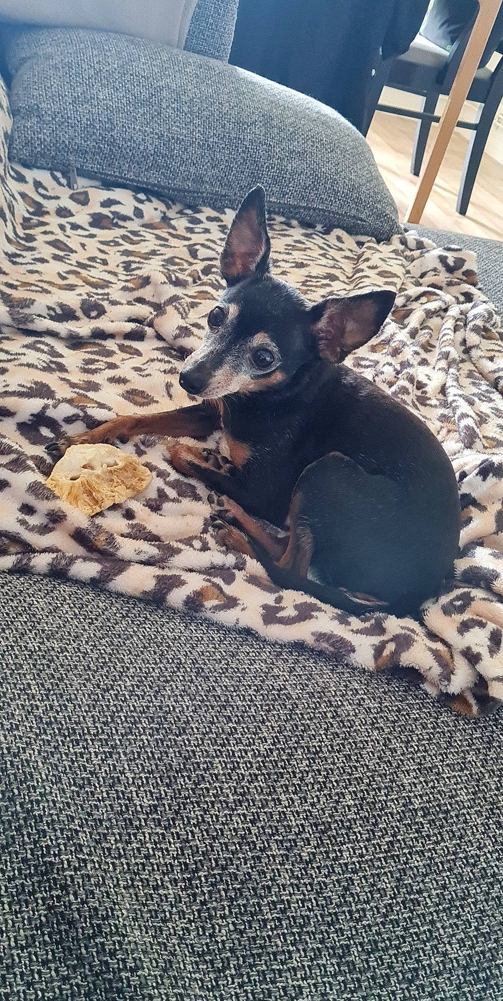 Hugo a rejoint le concours — aidez-le/la à gagner de superbes lots ! canidae, carnivore, comfort, companion_dog, dog, dog_breed, fawn, fur, human_leg, mammal, shadow, sitting, snout, sporting_group, tail, terrestrial_animal, toy_dog, whiskers, wood, working_animal